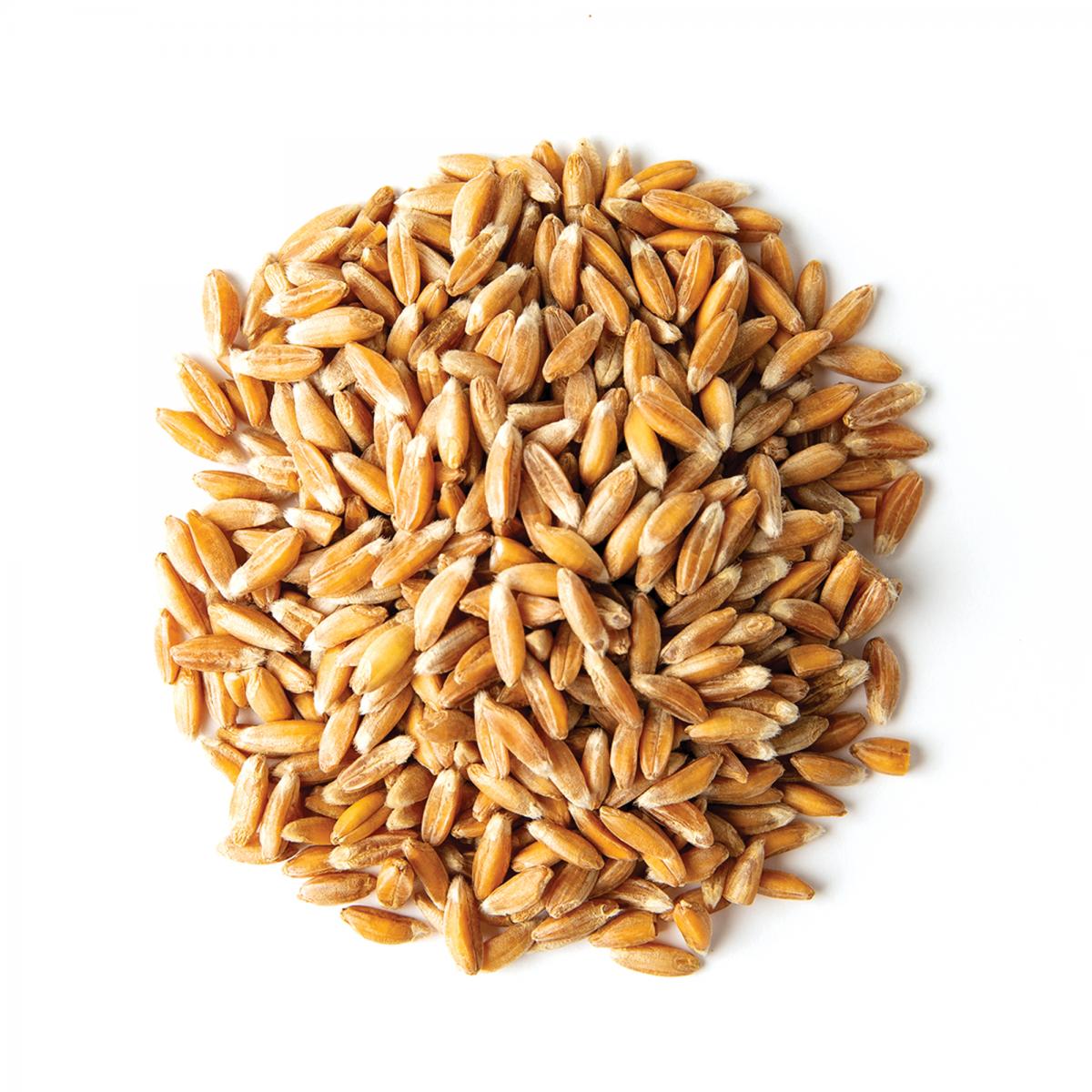 Small pile of uncooked farro