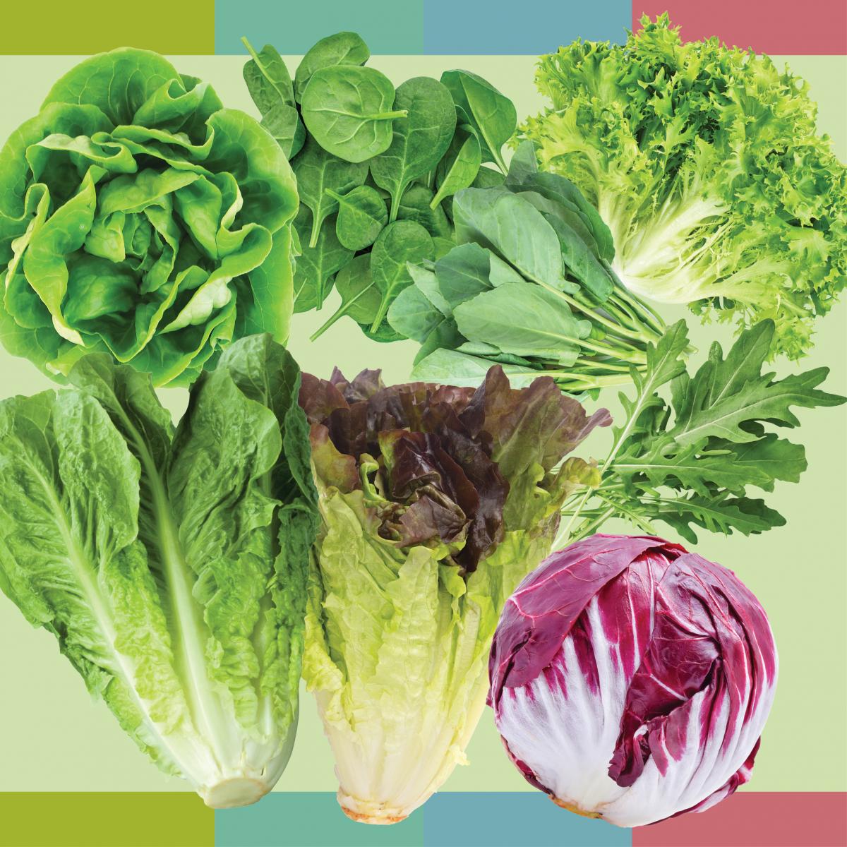 Eight kinds of greens like butter lettuce and spinach on color-coded background