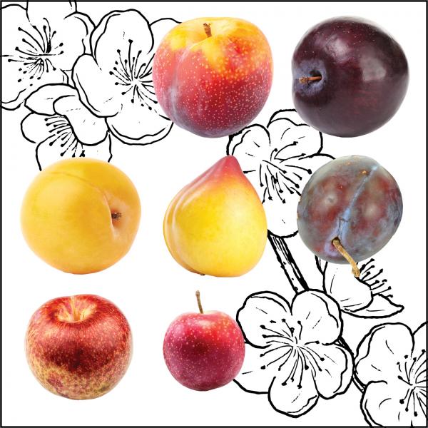 different types of plums