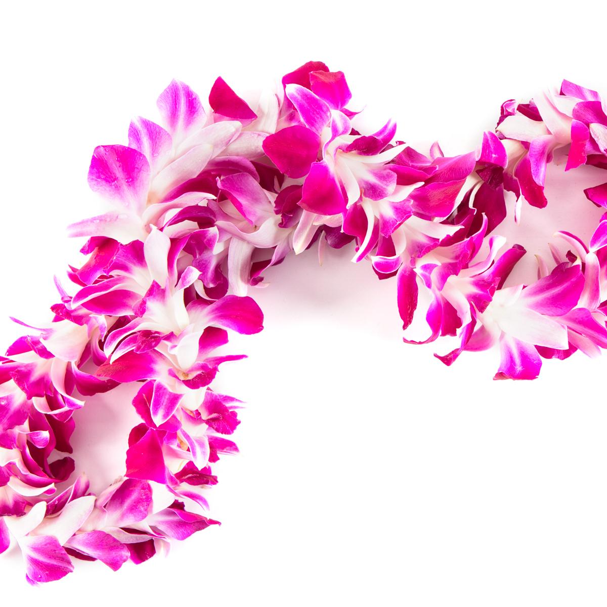 magenta orchid graduation lei