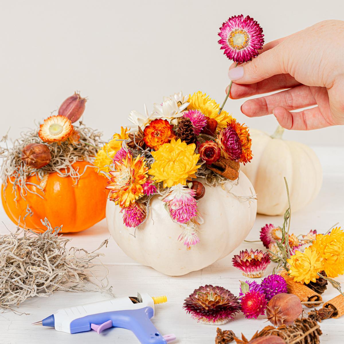 Hand holding dried flower above small pumpkins with moss and dried flowers arranged on top, with extra flowers, moss and a glue fun in front
